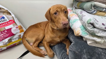Shelter Stray Male Dog last seen Near Stretch Lane, Berkeley County, SC, 2455 Remount Rd, North Charleston, SC 29406, USA