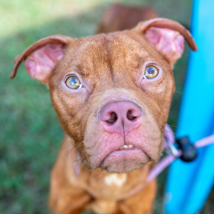 Shelter Stray Male Dog last seen Near Lands End N, Stone Mountain, GA 30083, 30083, GA, 3280 Chamblee Dunwoody Rd, Chamblee, GA 30341, USA