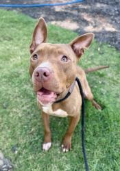 Shelter Stray Female Dog last seen Near Linecrest R, 30294, GA, 3280 Chamblee Dunwoody Rd, Chamblee, GA 30341, USA