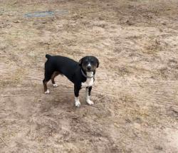 Lost Male Dog last seen NE 80th Avenue and 70 in Okeechobee FL, Okeechobee County, FL 34972