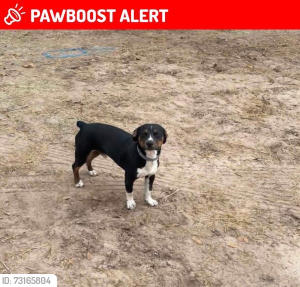 Lost Male Dog last seen NE 80th Avenue and 70 in Okeechobee FL, Okeechobee County, FL 34972