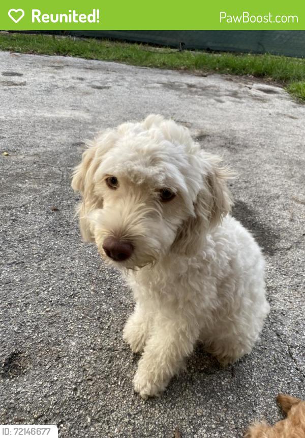 Reunited Female Dog last seen Perrine, FL 33157, USA, West Perrine, FL 33157