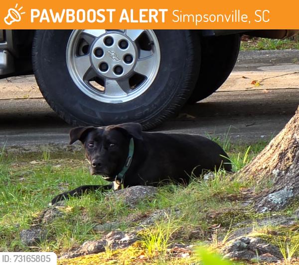 Found/Stray Unknown Dog last seen Wilbon Circle, Simpsonville, SC 29681