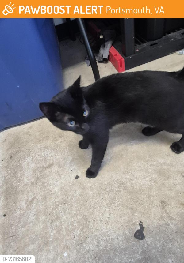 Found/Stray Male Cat last seen Outside the RipTide Carwash building on the corner of Greenwood Drive and Victory Boulevard, Portsmouth, VA 23701