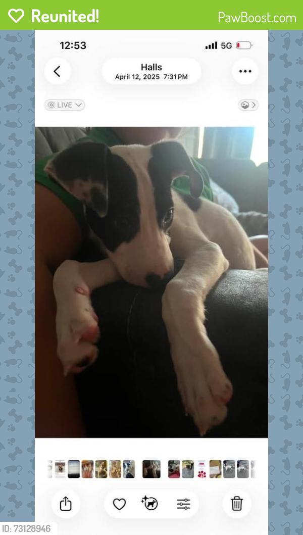 Reunited Male Dog last seen Pleasant hills on chapmen hwy crossing the road by the shells, Knoxville, TN 37920