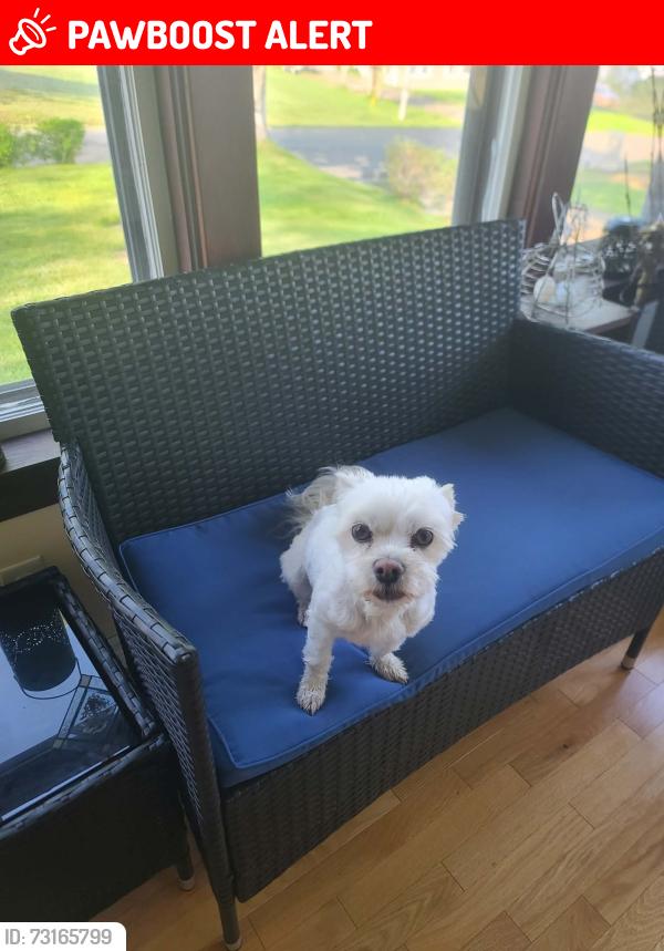 Lost Female Dog last seen Hager General store, Markstay-Warren, ON 