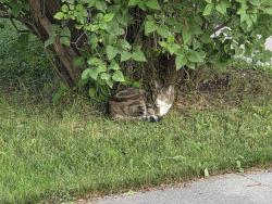 Found/Stray Unknown Cat last seen Renfrew and mathers, Winnipeg, MB R3N 1K5
