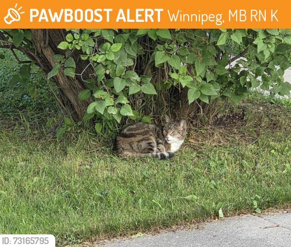 Found/Stray Unknown Cat last seen Renfrew and mathers, Winnipeg, MB R3N 1K5