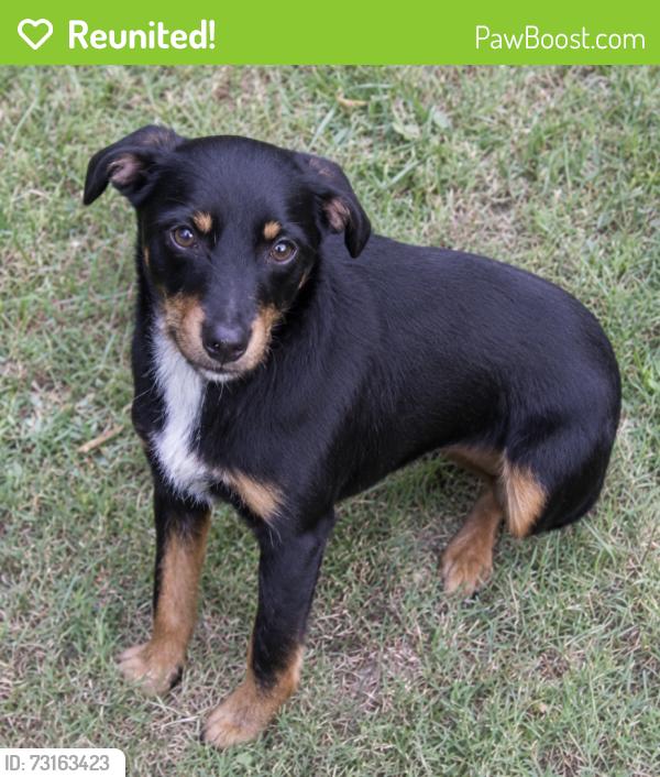 Reunited Male Dog last seen Sandy Creek Drive and Ramsuer Julian Rd Liberty NC, Randolph County, NC 27298
