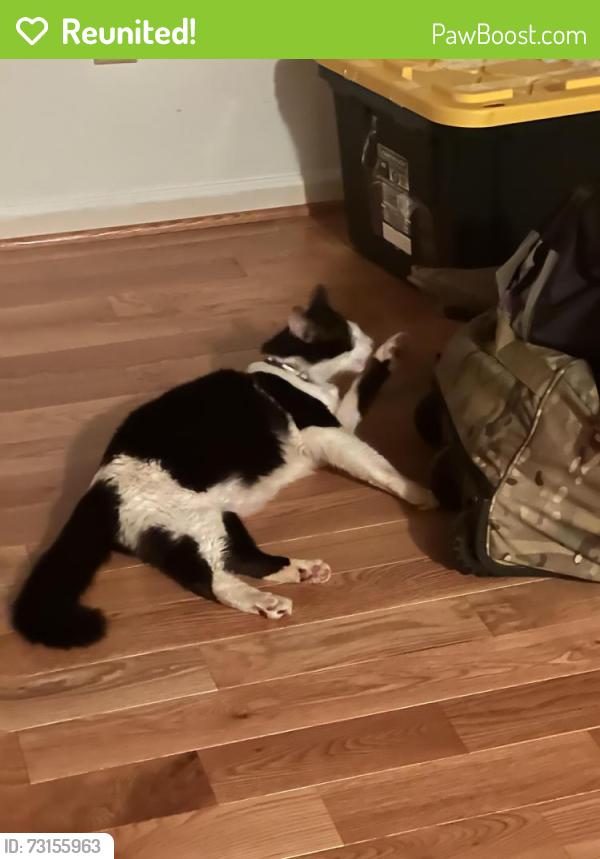 Reunited Male Cat last seen Close to Dolphin Beach, Montclair, VA 22025