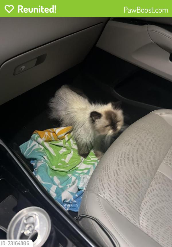 Reunited Unknown Cat last seen Equus neighborhood on curb, Palm Beach County, FL 33472