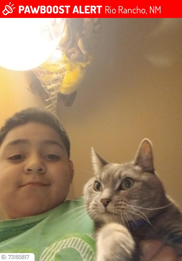 Lost Female Cat last seen Church, Rio Rancho, NM 87124