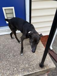 Found/Stray Unknown Dog last seen Freeman High School, Richmond, VA 23229