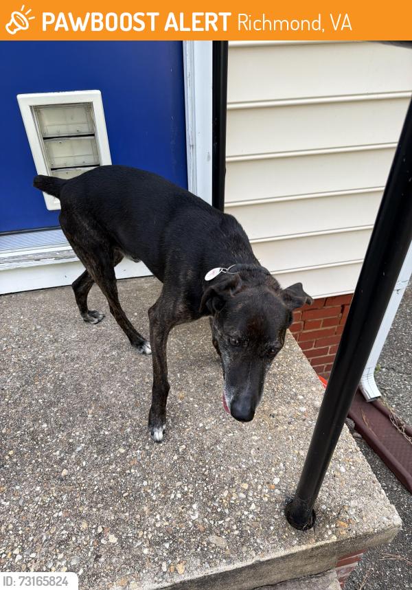 Found/Stray Unknown Dog last seen Freeman High School, Richmond, VA 23229