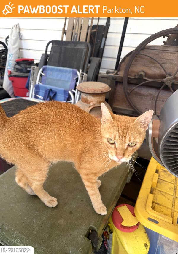 Found/Stray Female Cat last seen Grays Creek NC, Parkton, NC 28371