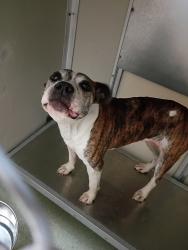 Shelter Stray Female Dog last seen Golden Nugget Circle, CHESTERFIELD, VA, 23832, 9300 Public Works Rd, Chesterfield, VA 23832, USA