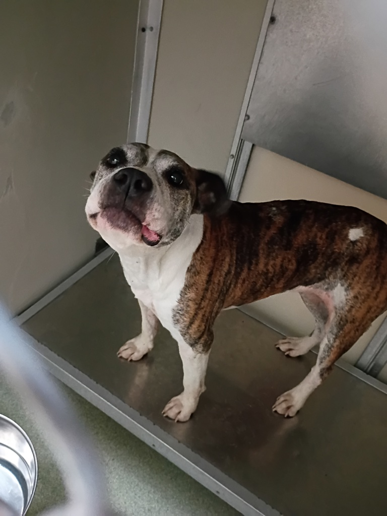 Shelter Stray Female Dog last seen Golden Nugget Circle, CHESTERFIELD, VA, 23832, 9300 Public Works Rd, Chesterfield, VA 23832, USA