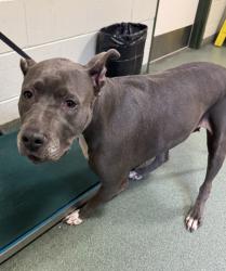 Shelter Stray Female Dog last seen Remora Drive, North Chesterfield, VA, 23237, 9300 Public Works Rd, Chesterfield, VA 23832, USA