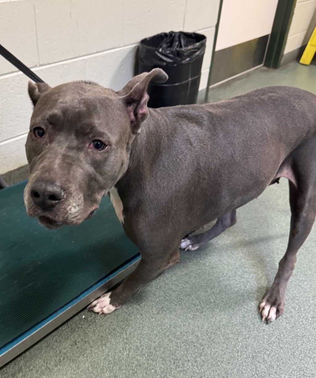 Shelter Stray Female Dog last seen Remora Drive, North Chesterfield, VA, 23237, 9300 Public Works Rd, Chesterfield, VA 23832, USA