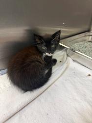 Shelter Stray Female Cat last seen Happy Hill Rd, South Chesterfield, VA, 23834, 9300 Public Works Rd, Chesterfield, VA 23832, USA