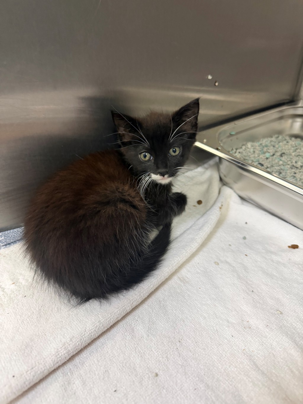 Shelter Stray Female Cat last seen Happy Hill Rd, South Chesterfield, VA, 23834, 9300 Public Works Rd, Chesterfield, VA 23832, USA
