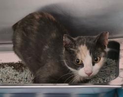 Shelter Stray Female Cat last seen Duck River Road, MIDLOTHIAN, VA, 23112, 9300 Public Works Rd, Chesterfield, VA 23832, USA