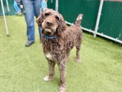 Shelter Stray Male Dog last seen Near Washington Avenue, BRONX, NY, 10451, 326 E 110th St, New York, NY 10029, USA