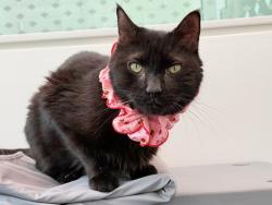 Shelter Stray Female Cat last seen E 138 St/cypress Avenue, BRONX, NY, 10454, 326 E 110th St, New York, NY 10029, USA