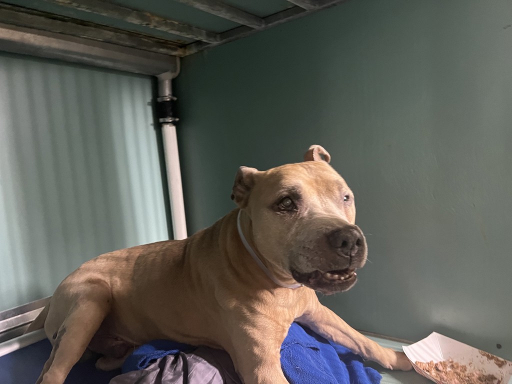 Shelter Stray Male Dog last seen 115th W Street, NEW YORK, NY, 10026, 326 E 110th St, New York, NY 10029, USA