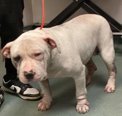 Shelter Stray Female Dog last seen Near S Saunders Street, RALEIGH, NC, 27603, 820 Beacon Lake Dr, Raleigh, NC 27610, USA