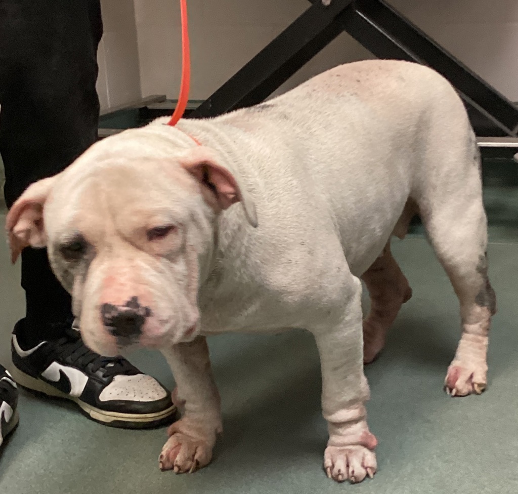 Shelter Stray Female Dog last seen Near S Saunders Street, RALEIGH, NC, 27603, 820 Beacon Lake Dr, Raleigh, NC 27610, USA