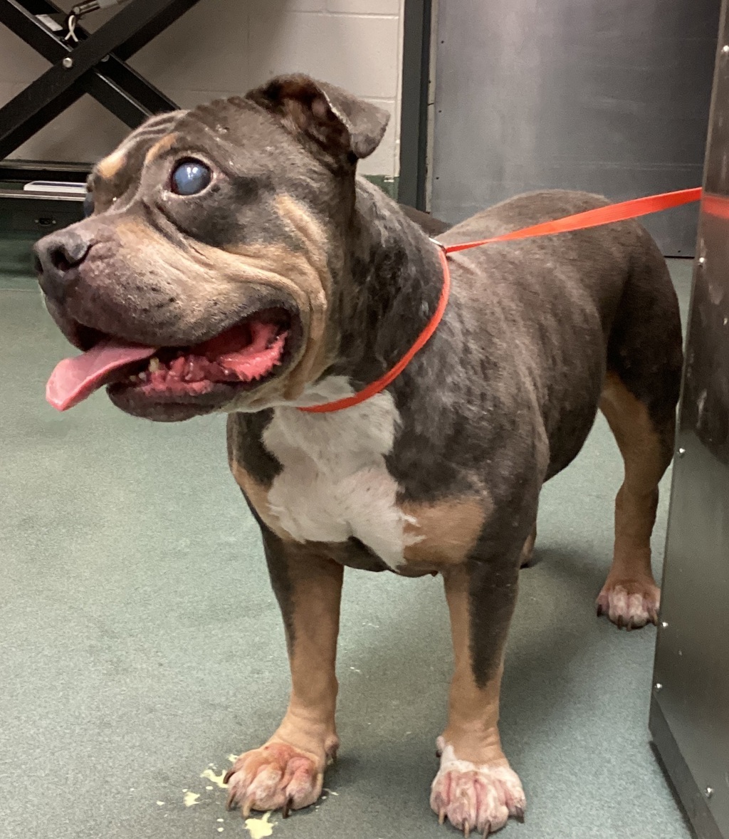 Shelter Stray Female Dog last seen Near S Saunders Street, RALEIGH, NC, 27603, 820 Beacon Lake Dr, Raleigh, NC 27610, USA