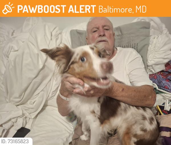 Found/Stray Male Dog last seen Reservoir street, Baltimore, MD 21217