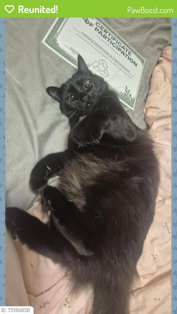 Reunited Female Cat last seen Turnberry Lane, Coquitlam, BC V3E 3N3