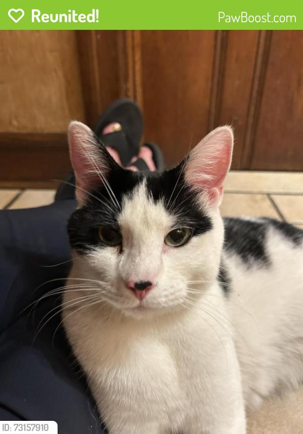 Reunited Male Cat last seen Alley on 46th and Fremont, Minneapolis, MN 55419
