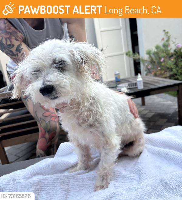 Found/Stray Male Dog last seen Myrtle Ave and 36th st, Long Beach, CA 90805