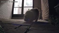 Found/Stray Unknown Cat last seen Kennedy linkdale, Brampton, ON L6V 2X5