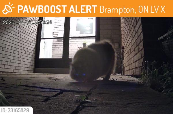 Found/Stray Unknown Cat last seen Kennedy linkdale, Brampton, ON L6V 2X5