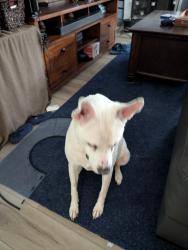 Lost Female Dog last seen Deer Park and Richland Hills Dr, San Antonio, TX 78251