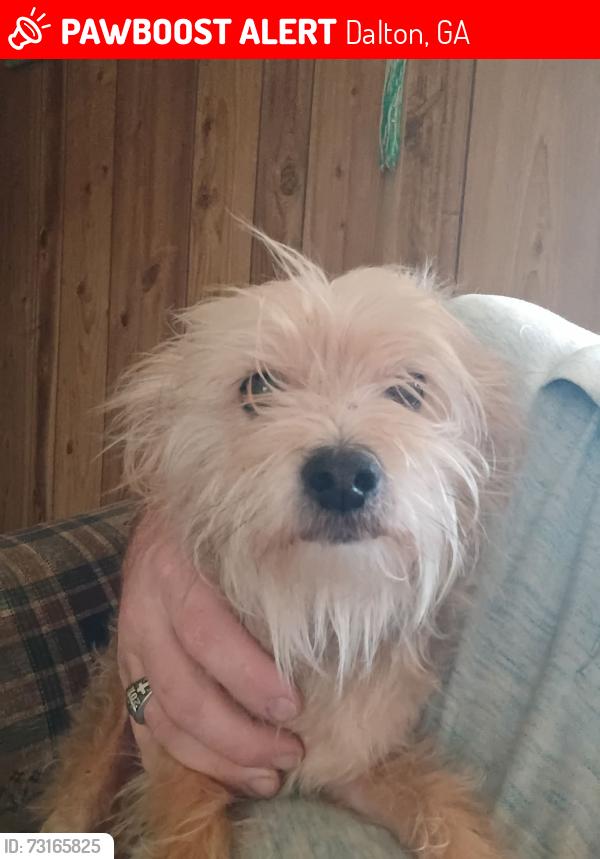 Lost Female Dog last seen Hester Drive,Hester Circle,Bowie Lane,Wiltshire Drive, Dalton, GA 30721