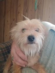 Lost Female Dog last seen Hester Drive,Hester Circle,Bowie Lane,Wiltshire Drive, Dalton, GA 30721