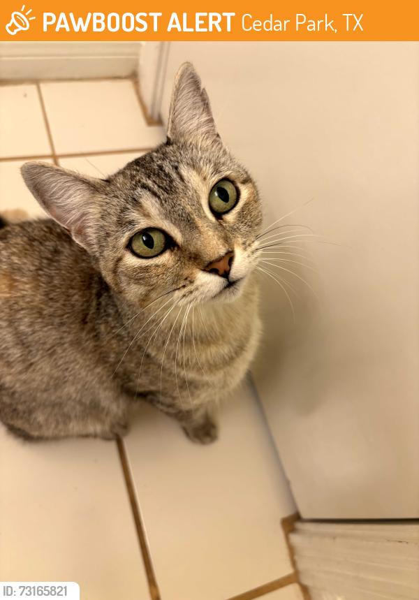 Found/Stray Unknown Cat last seen Buttercup Creek and Oakcrest Dr, Cedar Park, TX 78613