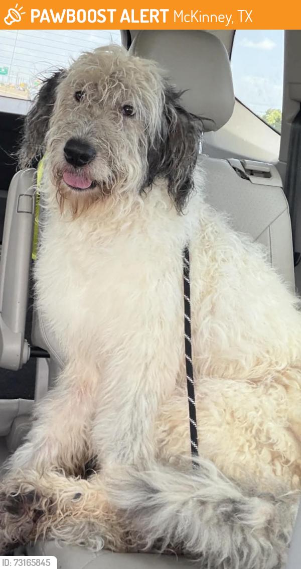 Found/Stray Male Dog last seen Outskirts of McKinney near Melissa, McKinney, TX 75454