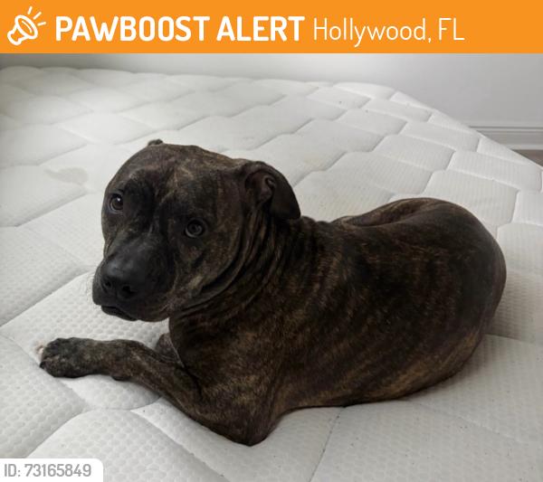 Found/Stray Female Dog last seen Near CVS pharmacy on Sheridan Street, Hollywood, FL 33021
