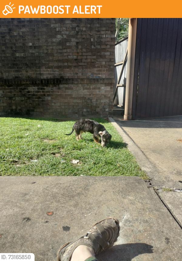 Found/Stray Male Dog last seen Pace Blvd and west Fairfield dr, Escambia County, FL 32501