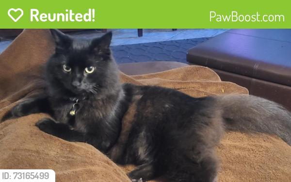 Reunited Female Cat last seen Near Waving Fields Dr, Houston, TX 77064, USA, Houston, TX 77064