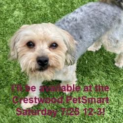 Shelter Stray Male Dog last seen , 21800 Central Ave, Matteson, IL 60443, USA