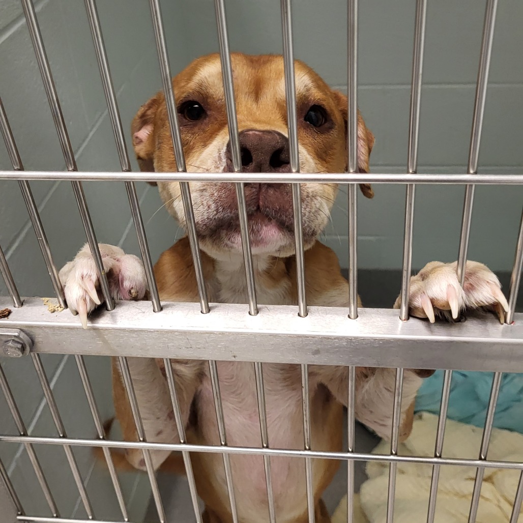 Shelter Stray Male Dog last seen , 4500 N Access Rd, Chattanooga, TN 37415, USA