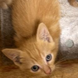 Shelter Stray Female Cat last seen , Animal Care & Control Team of Philly, 111 W Hunting Park Ave, Philadelphia, PA 19140, USA