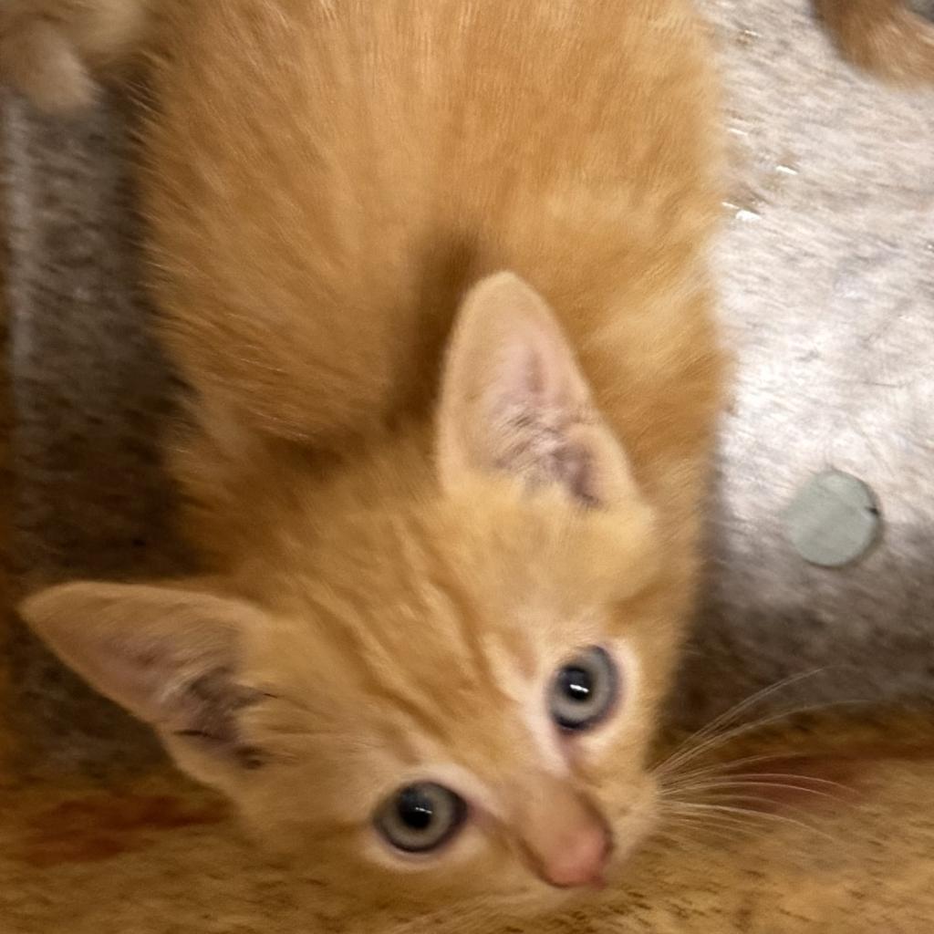 Shelter Stray Female Cat last seen , Animal Care & Control Team of Philly, 111 W Hunting Park Ave, Philadelphia, PA 19140, USA